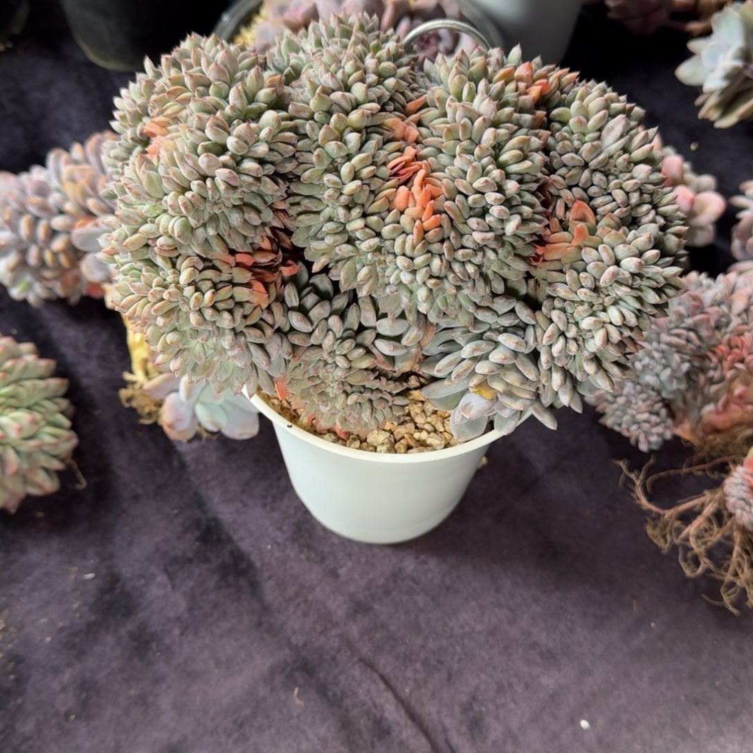 慧***头星影缀化一物一拍