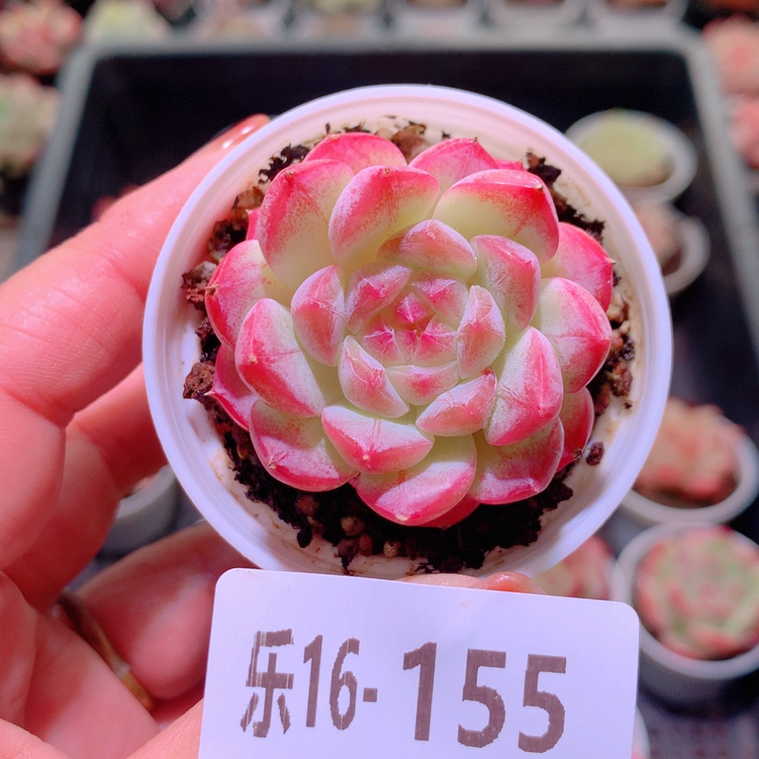 乐然16-155 白桃汽水 