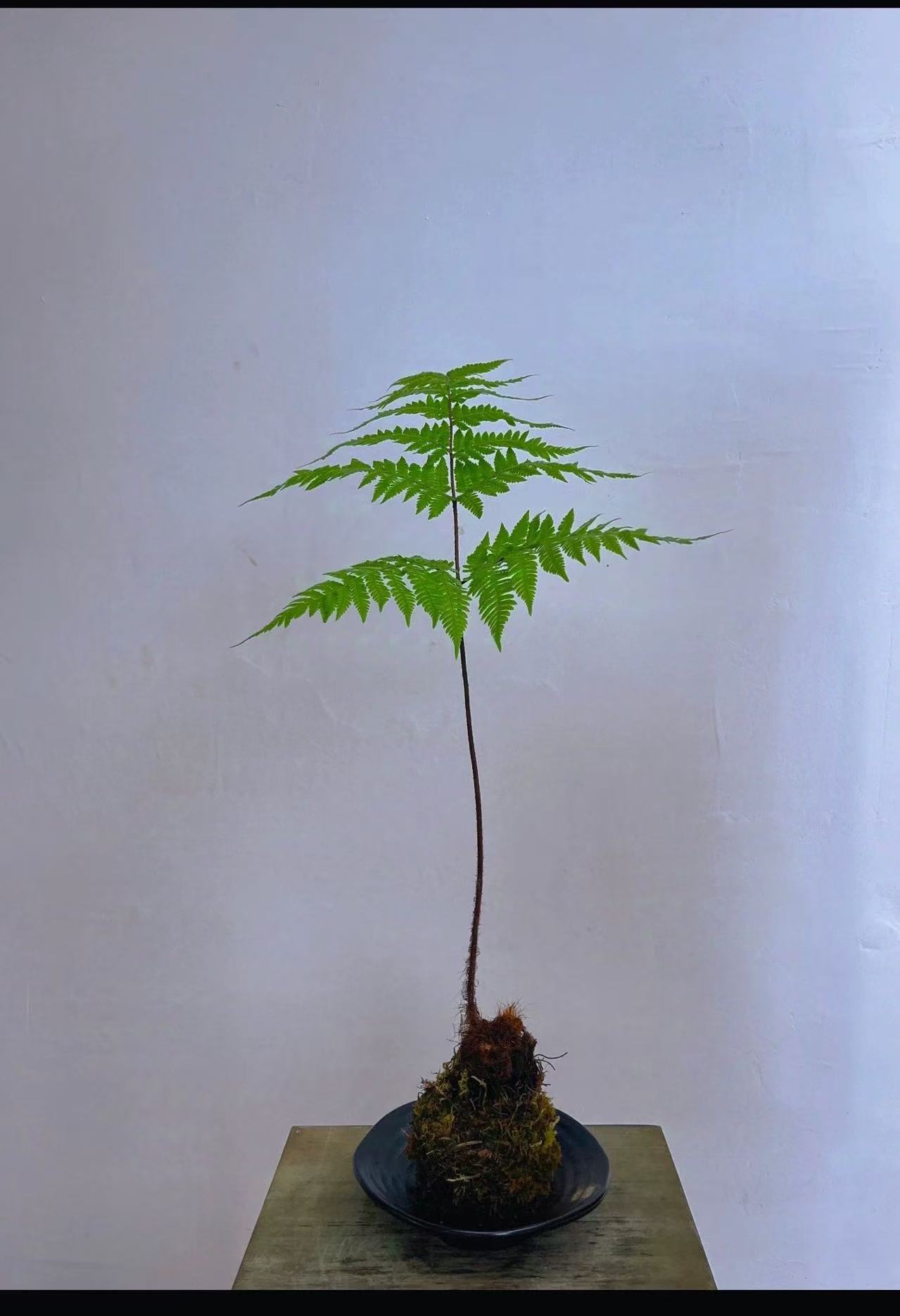 一物一拍直播间.虹鳞蕨水培苔藓球.不含盆.店铺下单随机发货