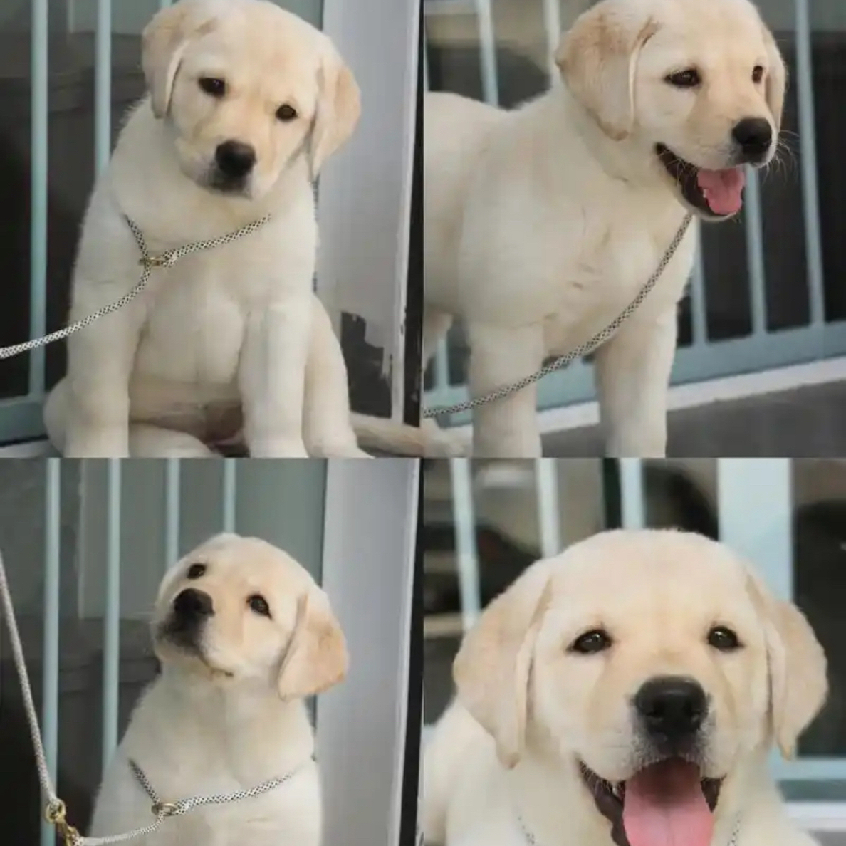 无品牌双血统拉布拉多犬