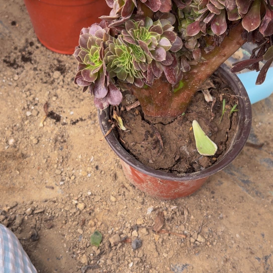 229多肉植物捧花的
