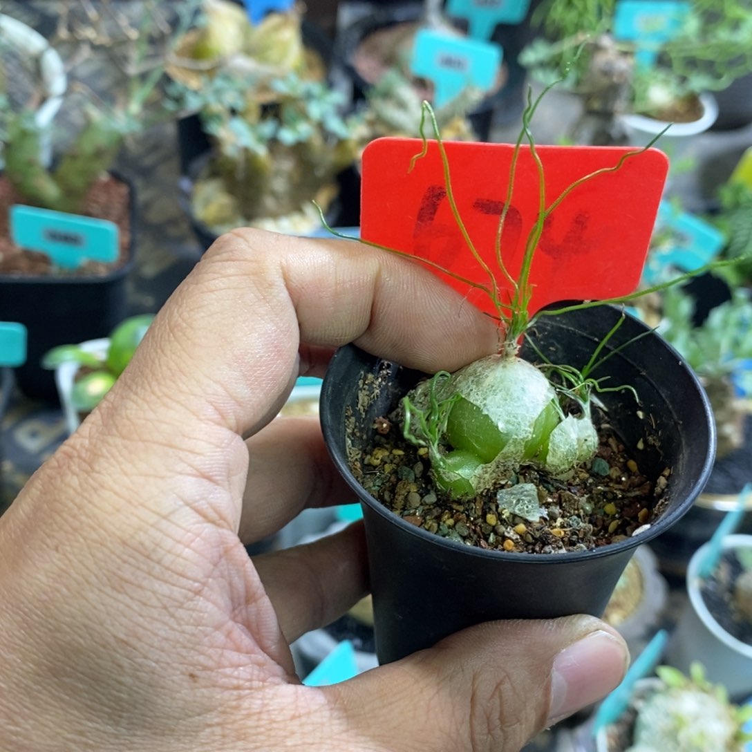 泰迪海葱多肉植物
