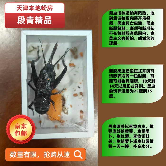 天津本地段青黑虫3条（包活不包损 请全程录制开箱视频）