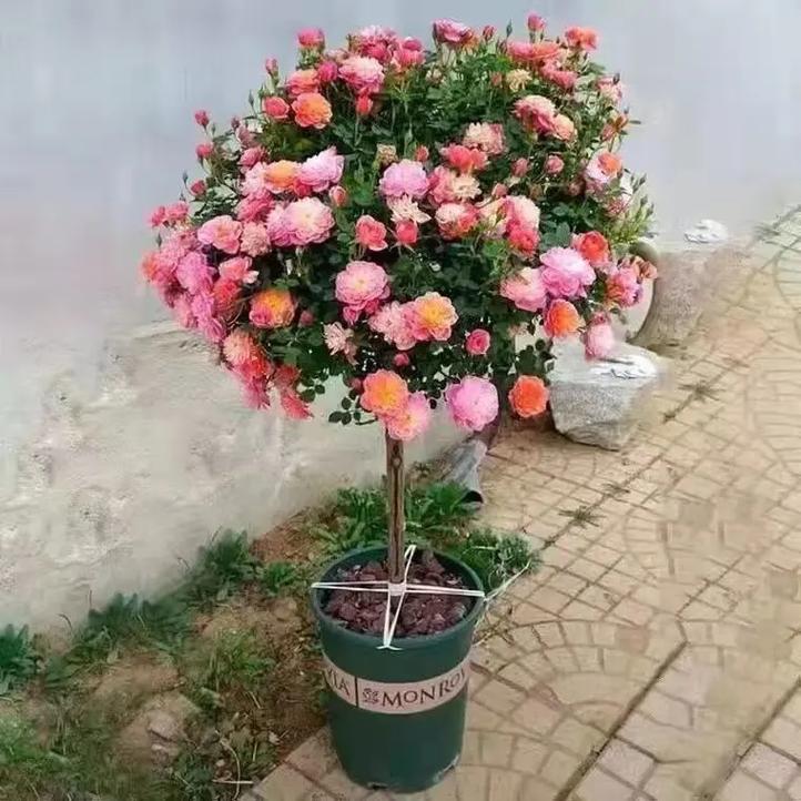 独棵高杆月季棒棒糖带养护说明和肥料