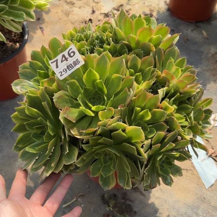 青萌……多肉植物……