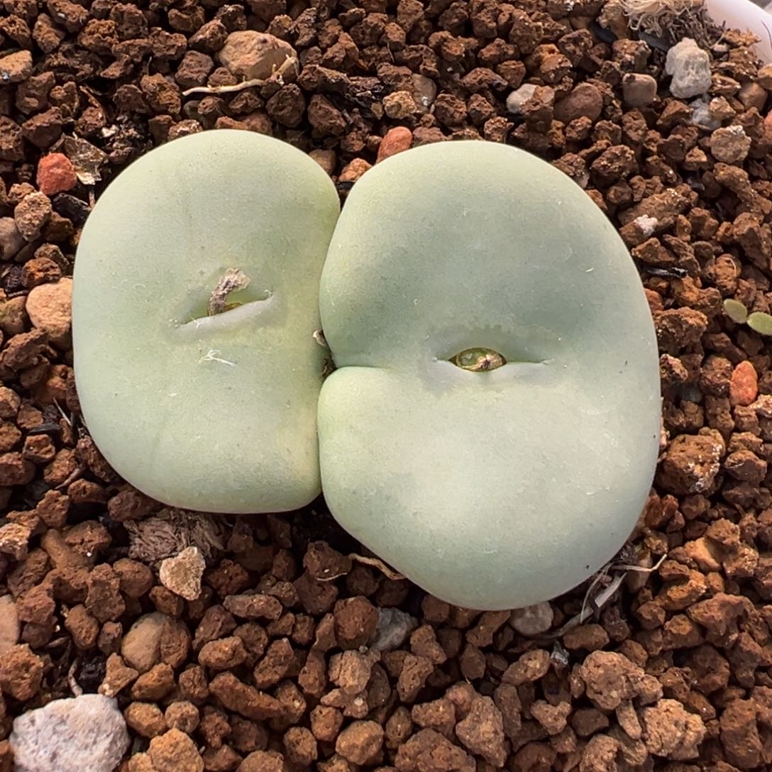 白花大饼多肉植物盆栽花卉