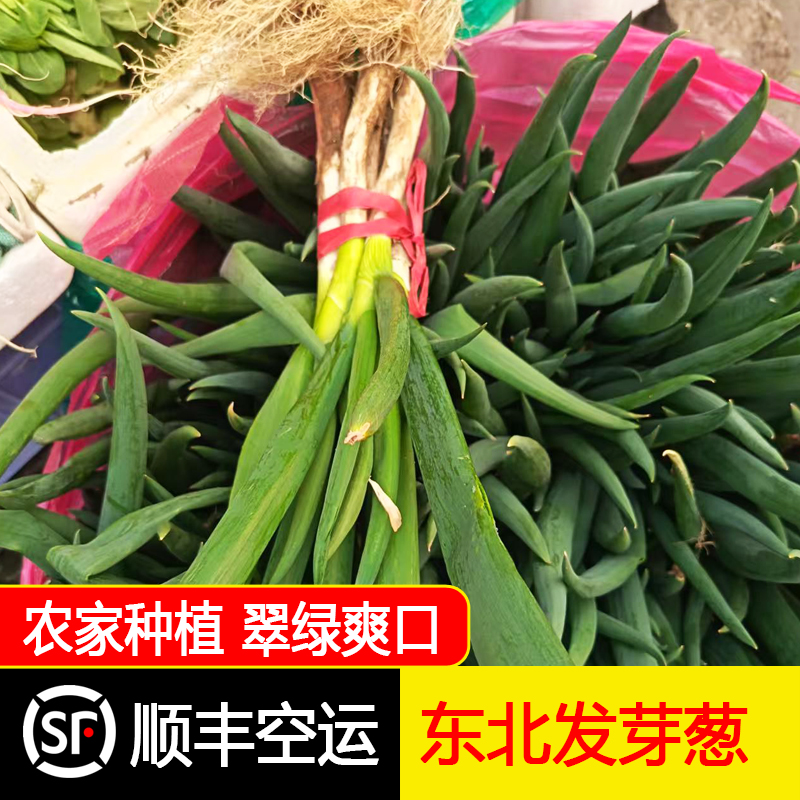 东北农家发芽葱新鲜健康绿色种植食用蘸酱2/3斤【空运包邮】