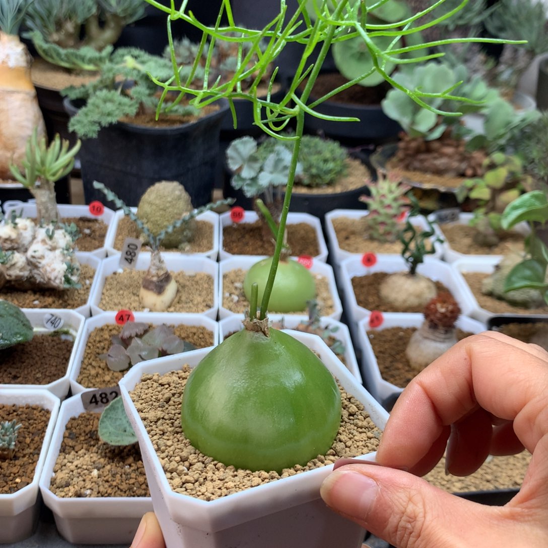 大苍角殿多肉脱土394