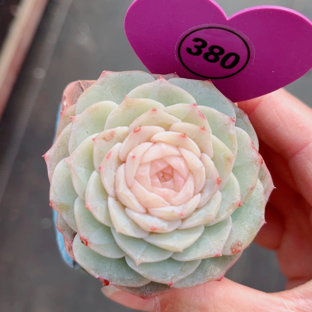 380号新品纯爱单头