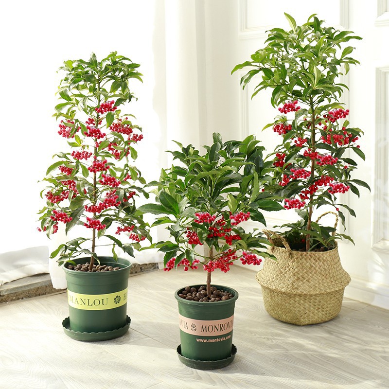 富贵籽朱砂根红凉伞黄金万两金玉满堂富贵子客厅盆栽盆景带籽