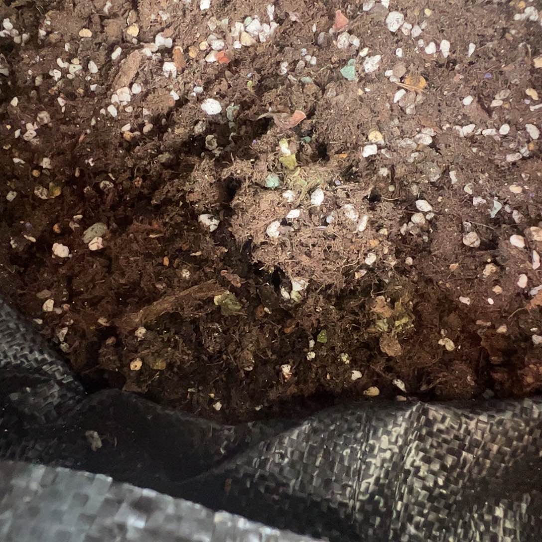 ****歪多肉植物多肉植物