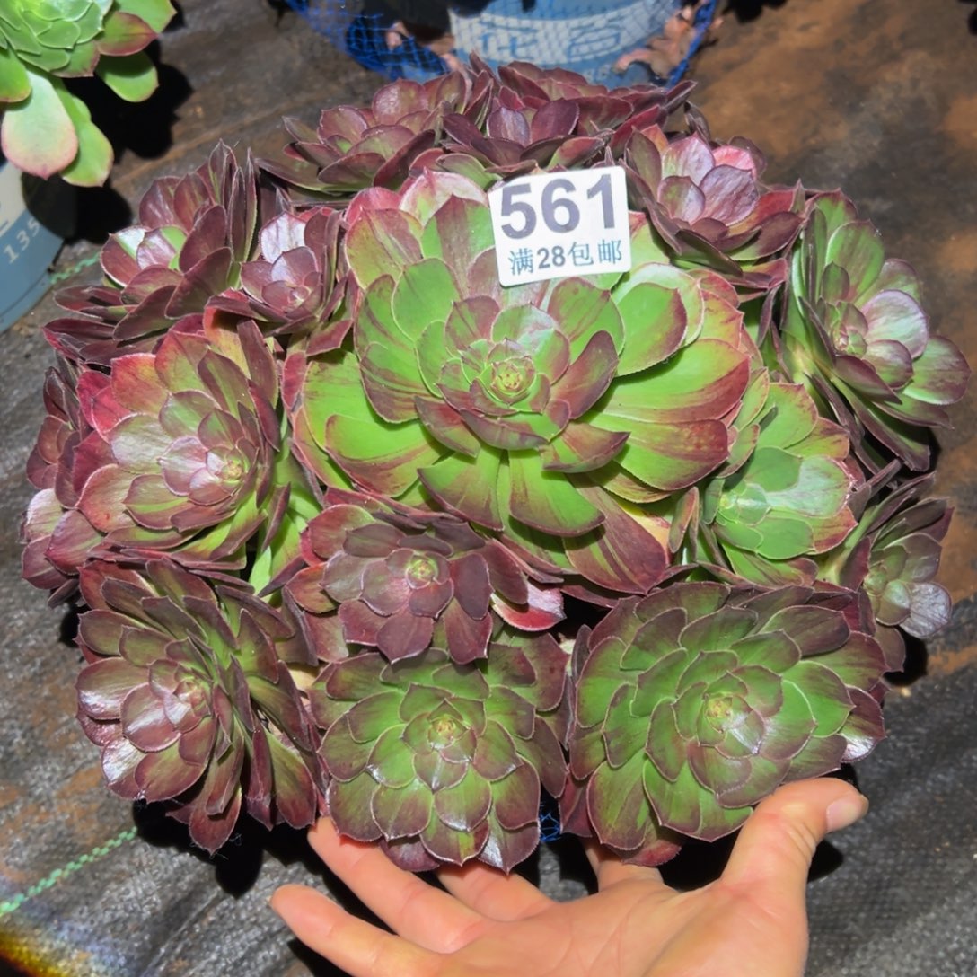 多肉植物561吞吐的