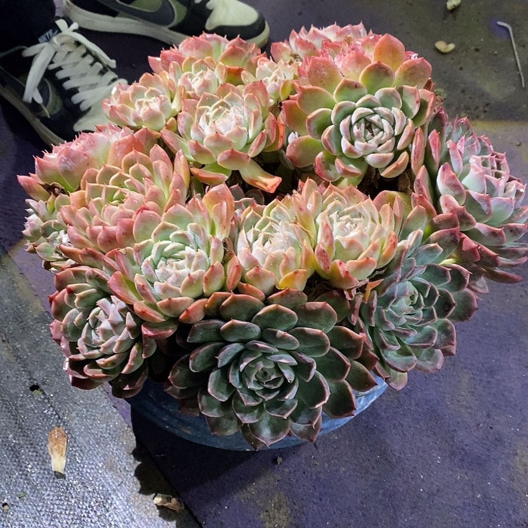 阑***院香妃月影多肉植物包邮到家