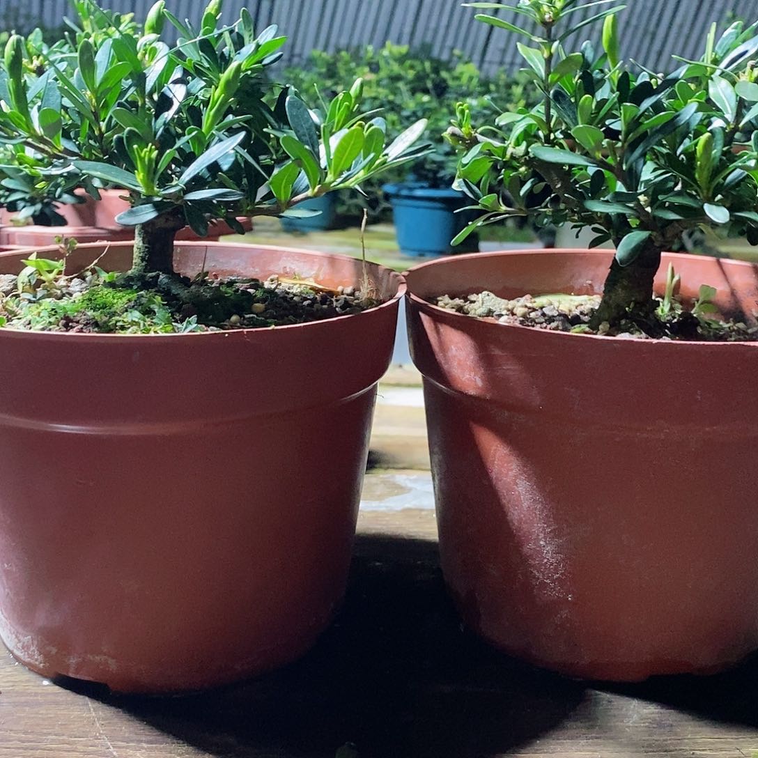 无花朵得*儿栀子花