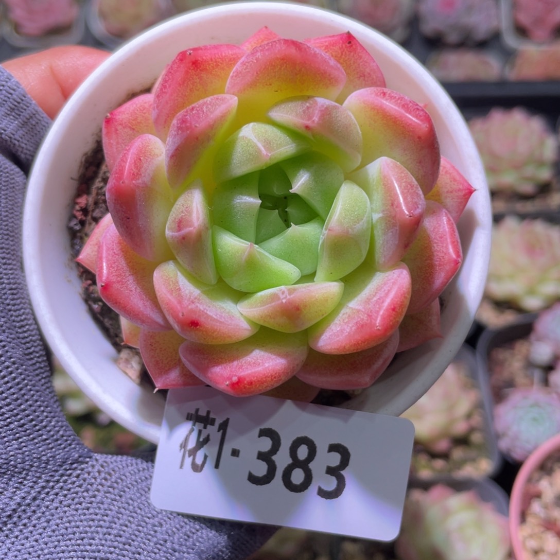 花利美1-383新品 