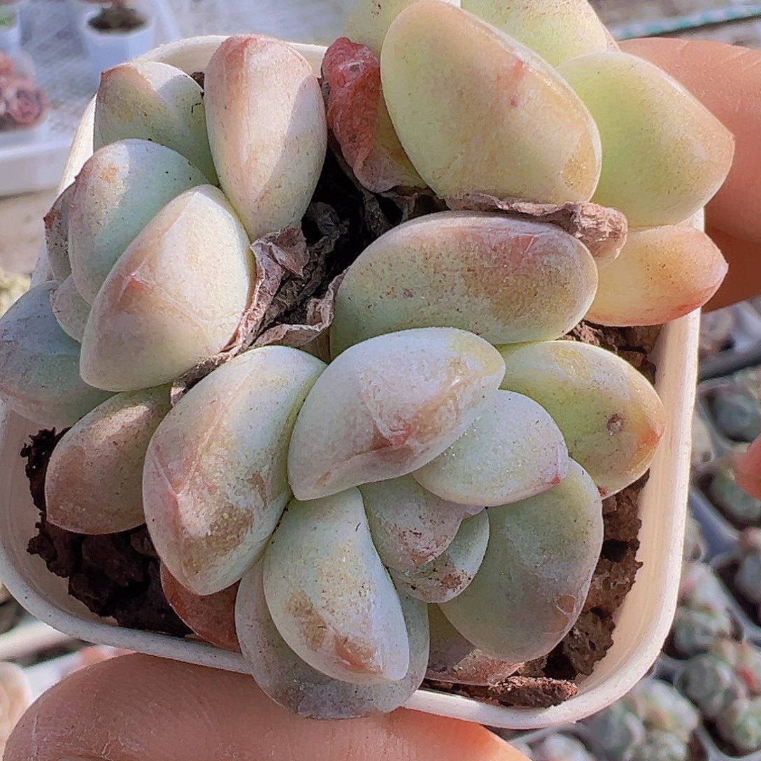 丸子冰玉群19包邮多肉