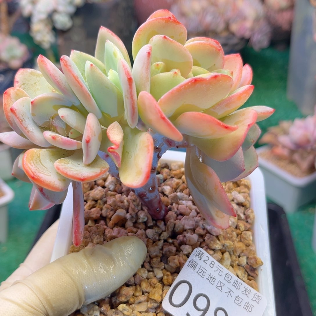 大0989；b d b f h c b b