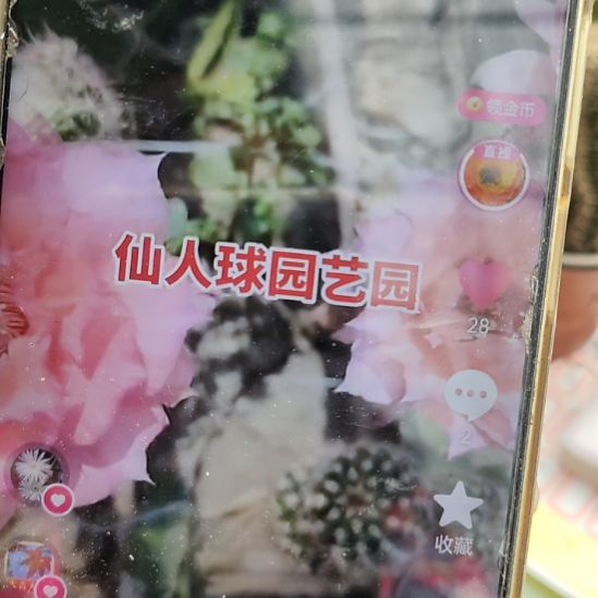 仙人球彩草睡美人侧芽