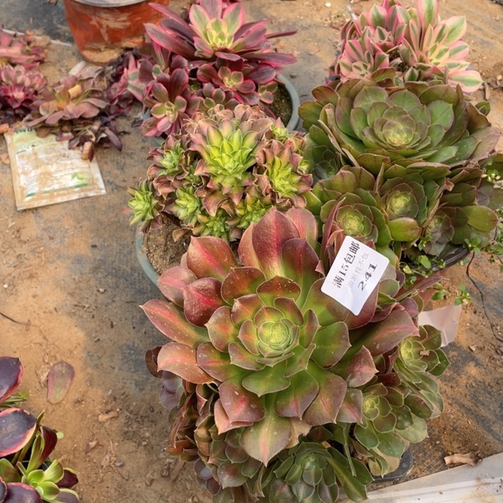 241，5颗根部有砍法师断枝不售后