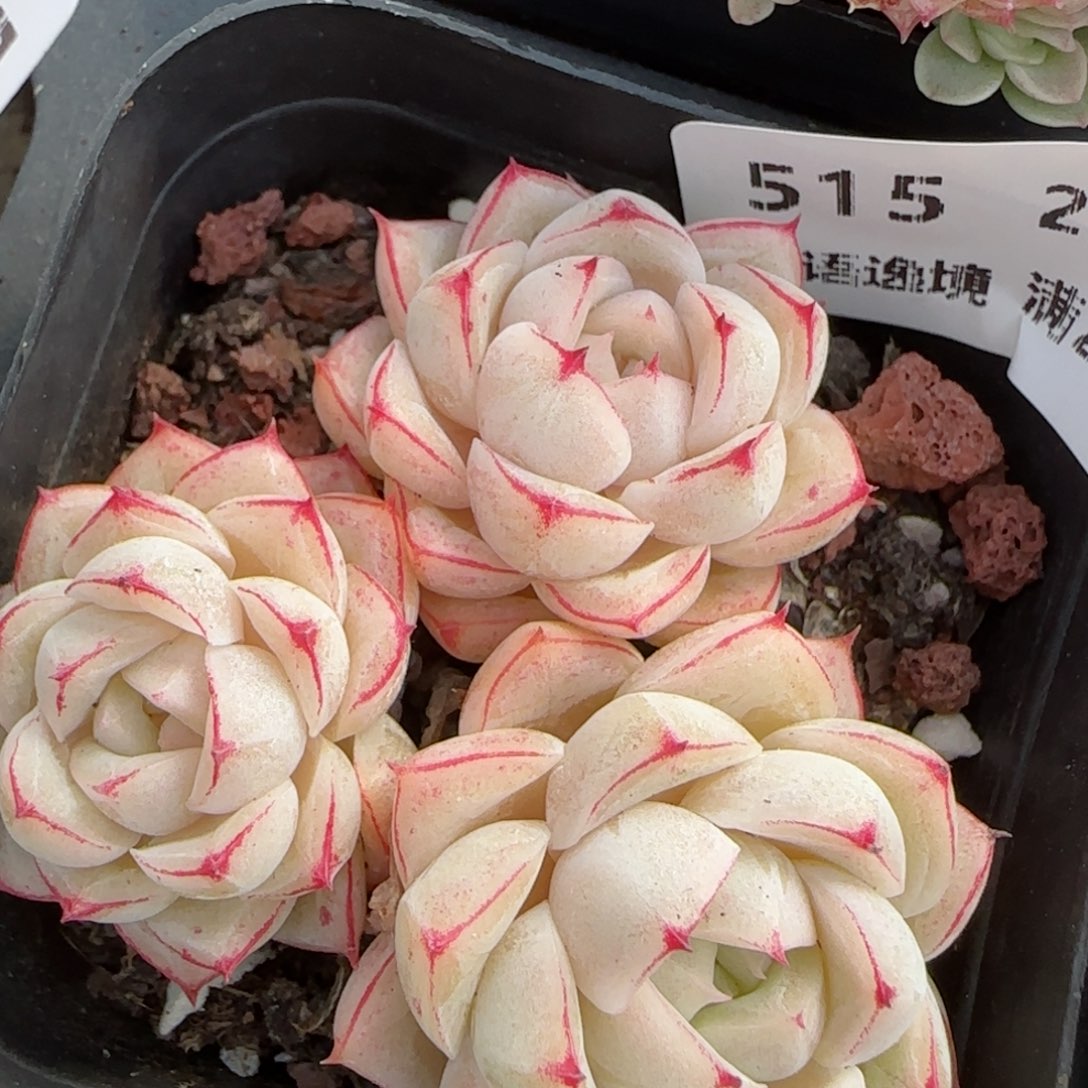 花语逸镜0201-515