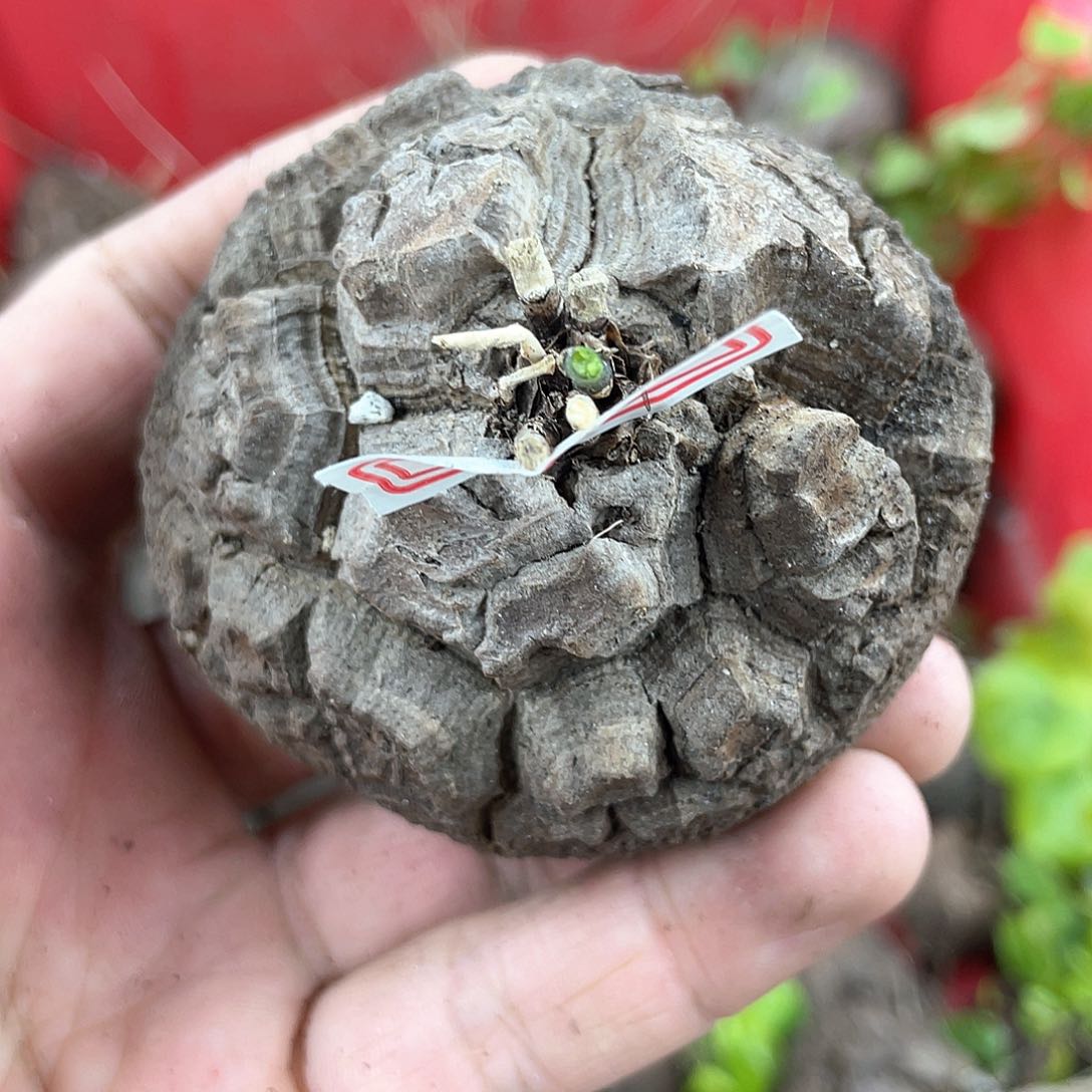 龟甲龙一物一拍1529号7.5cm