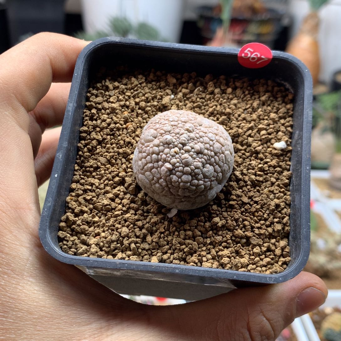 实生凝蹄玉多肉带盆