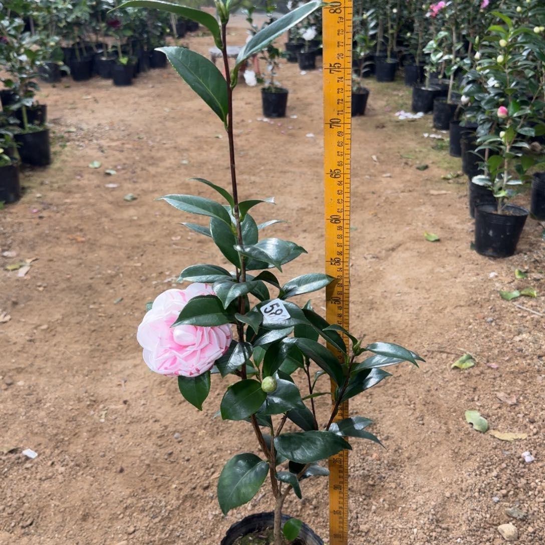 少量花朵（建议范围：2朵-5朵 或40%以下）583白乔伊2个花苞