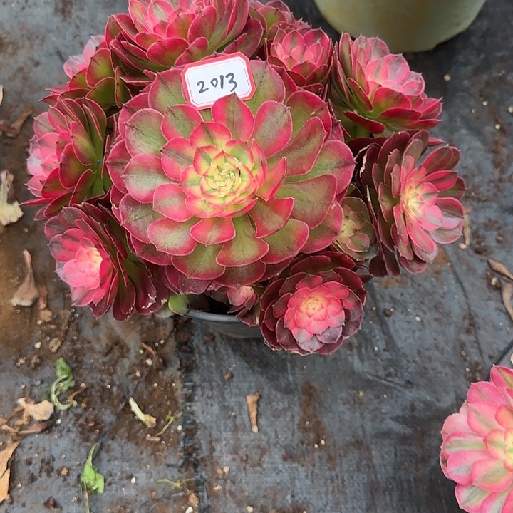 红荔枝多肉植物2013