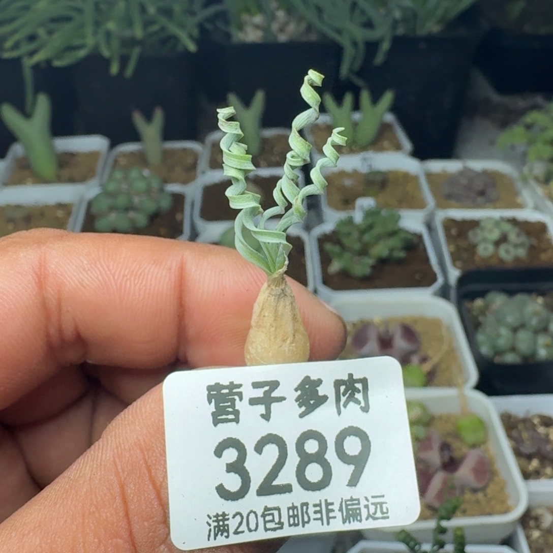 发卷弹簧草                  