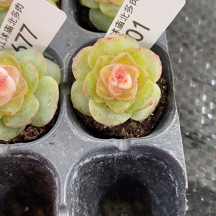 标701桃夭一个多肉