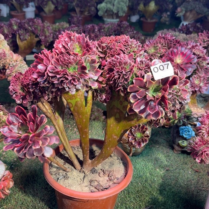 欧嘉莉法师锦缀化007