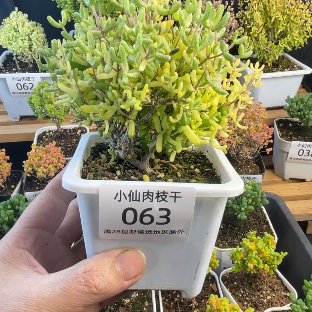 063枝干番杏糖球锦