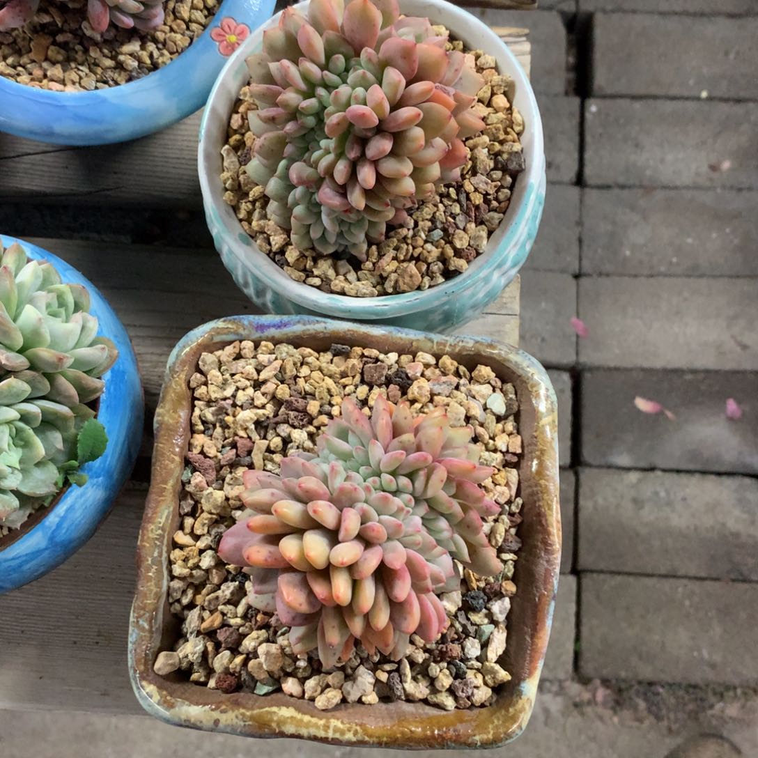 爱丽儿缀化俩颗一物一拍