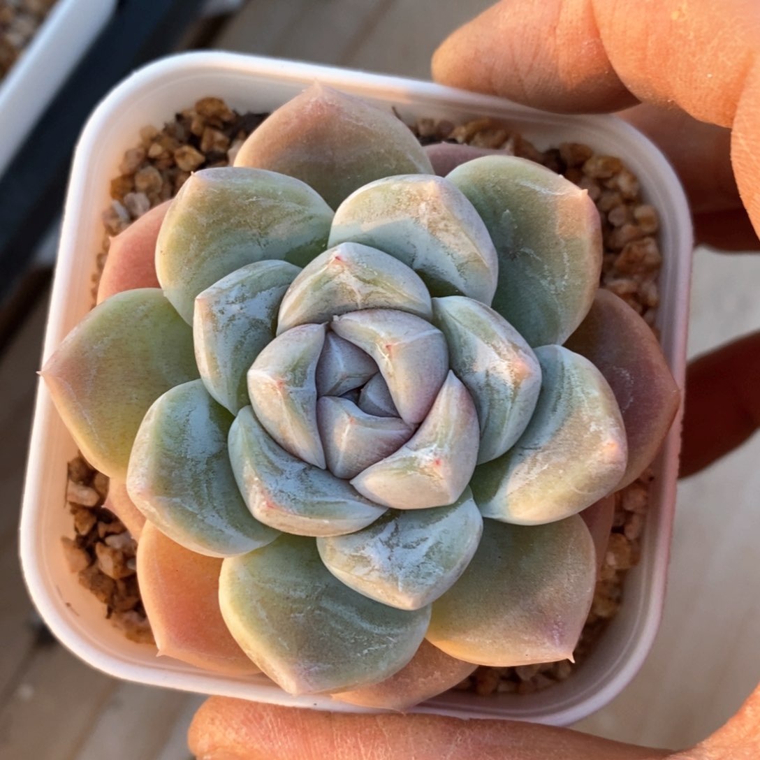 精品多肉一物一拍不包整161