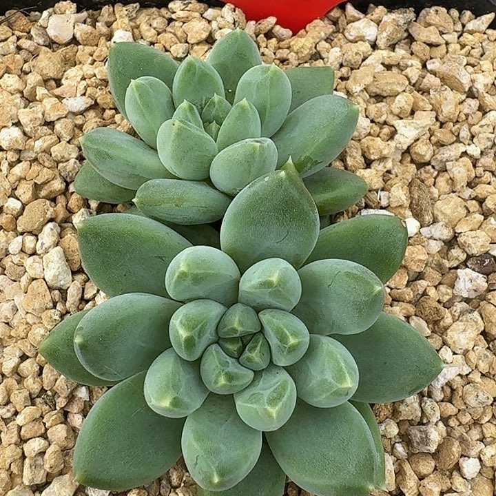 美人202多肉植物