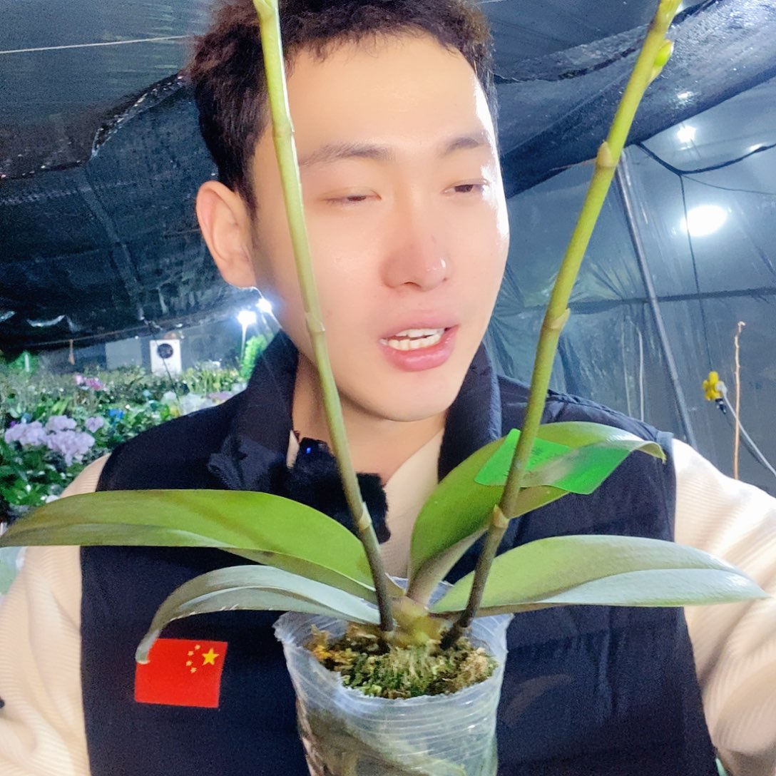 无花朵玉兔蝴蝶兰