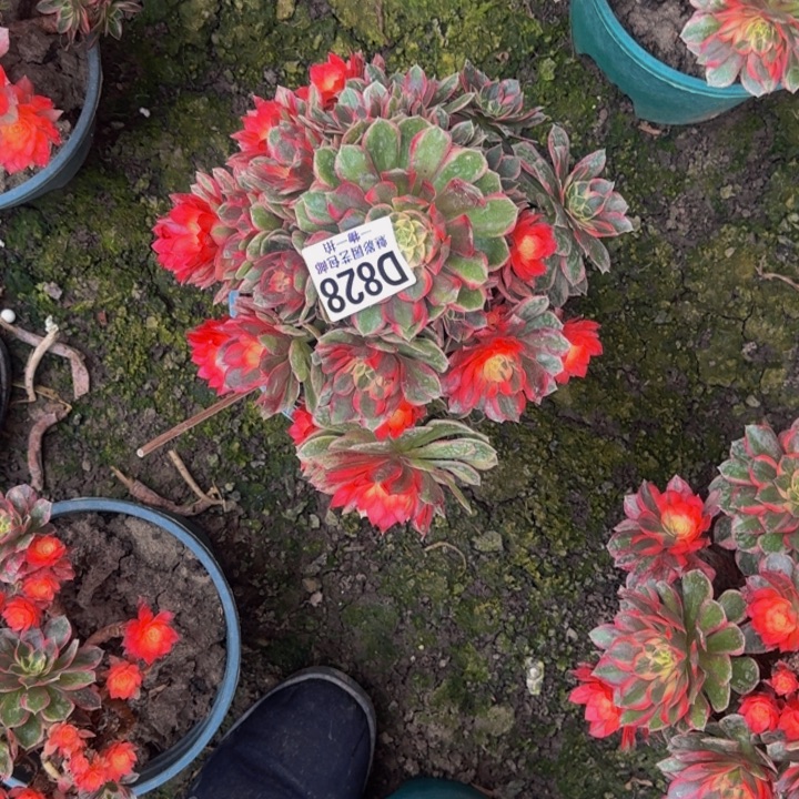 黑魔锦花25-24包邮花花