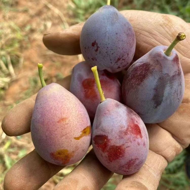 法兰西 西梅树苗 盆栽地栽 南北方均可种植