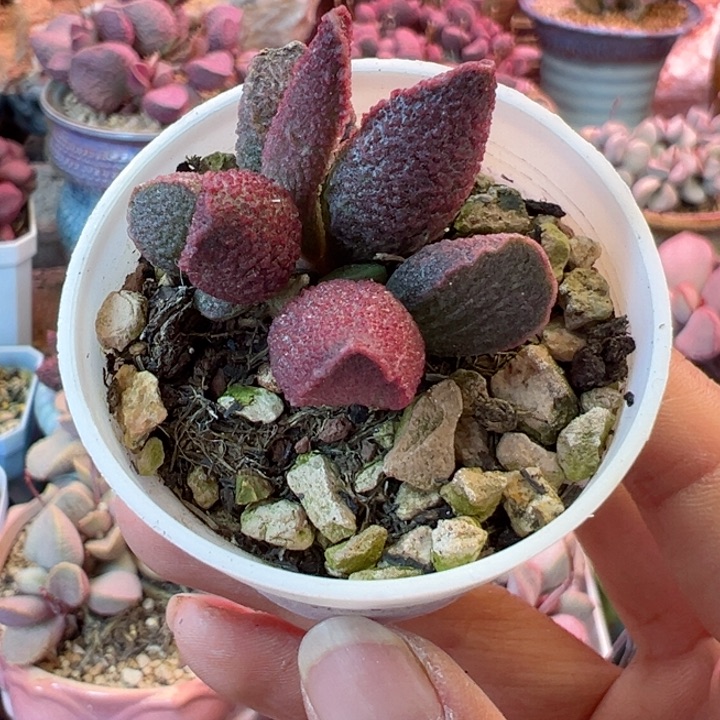 可以吗你说你不知道