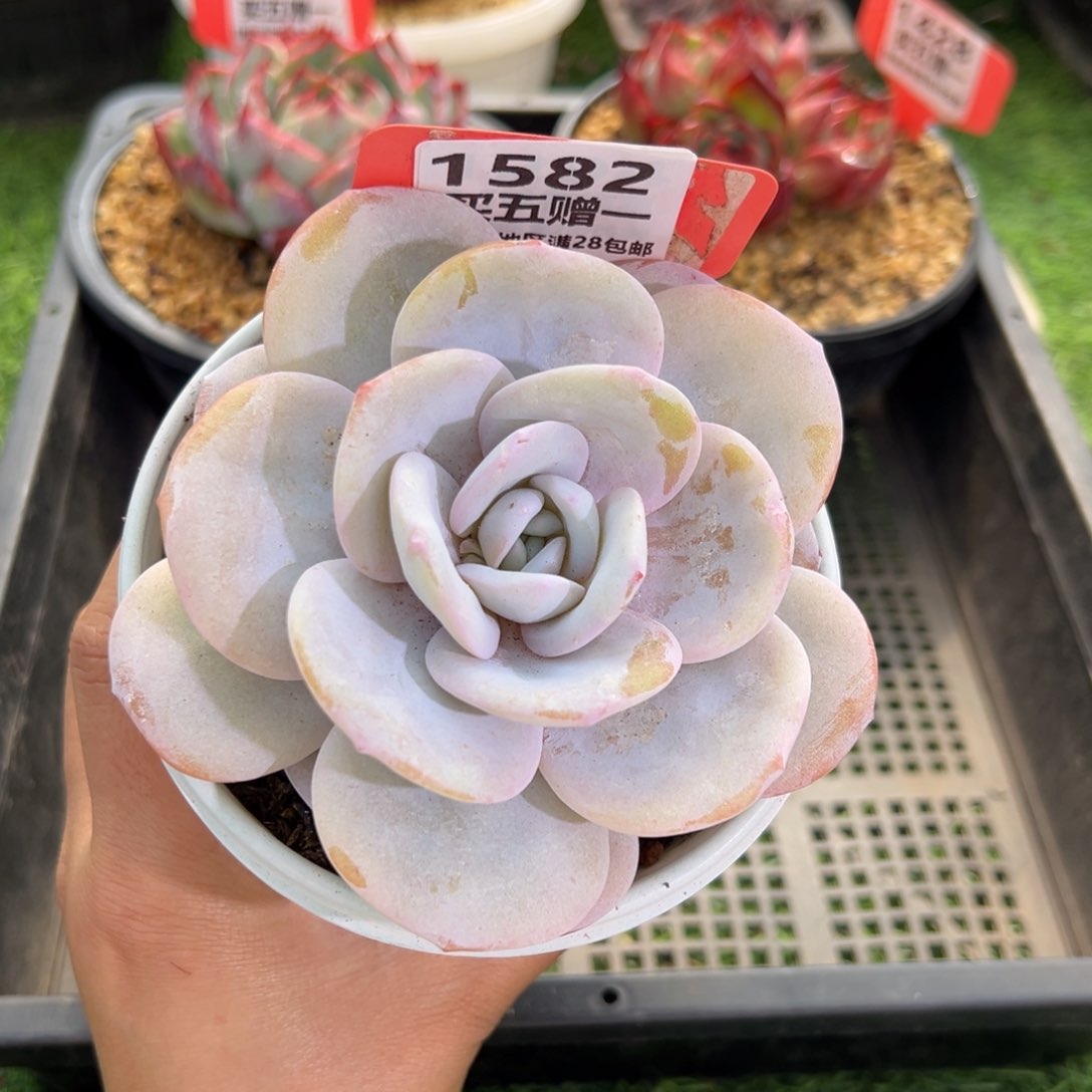 表妹精品多肉1582.