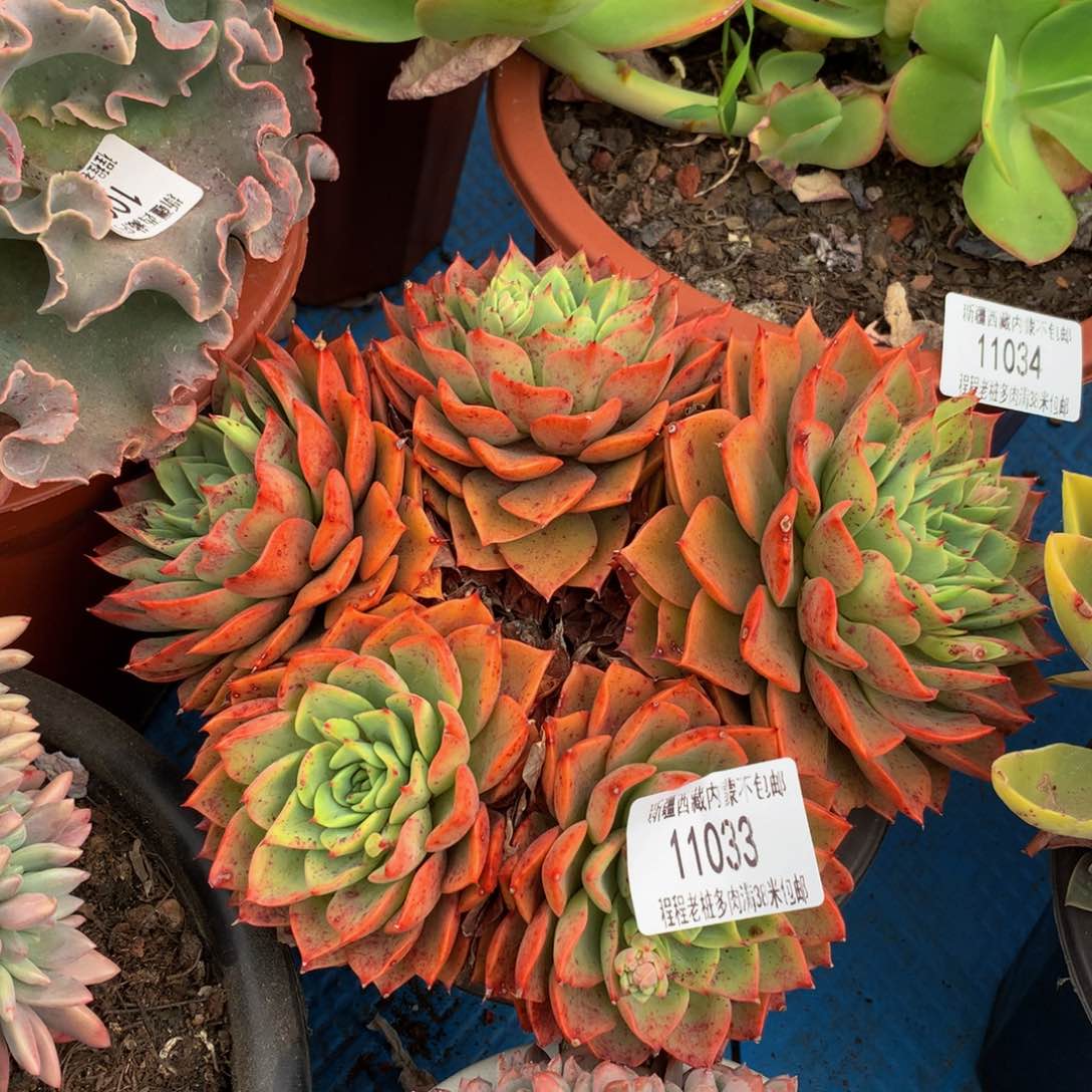 拾*?贝拉11033多肉