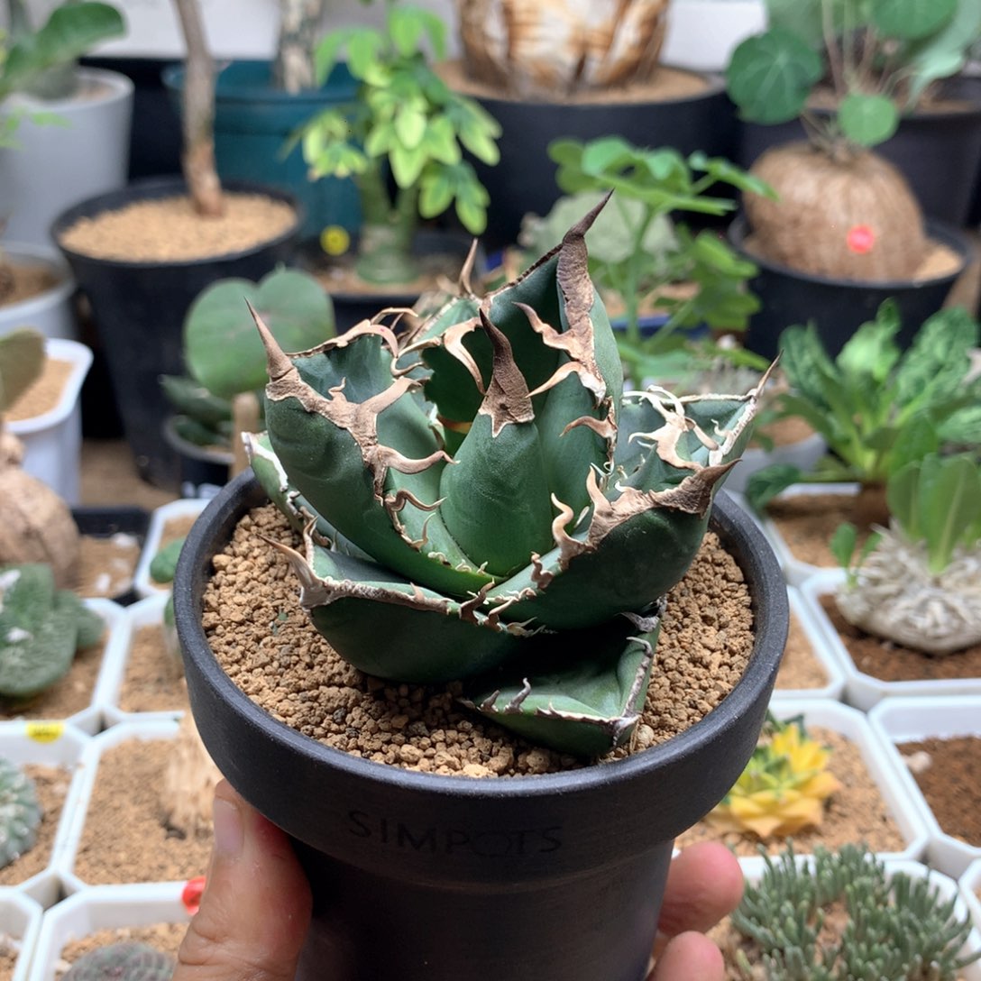 立可白龙舌兰脱土