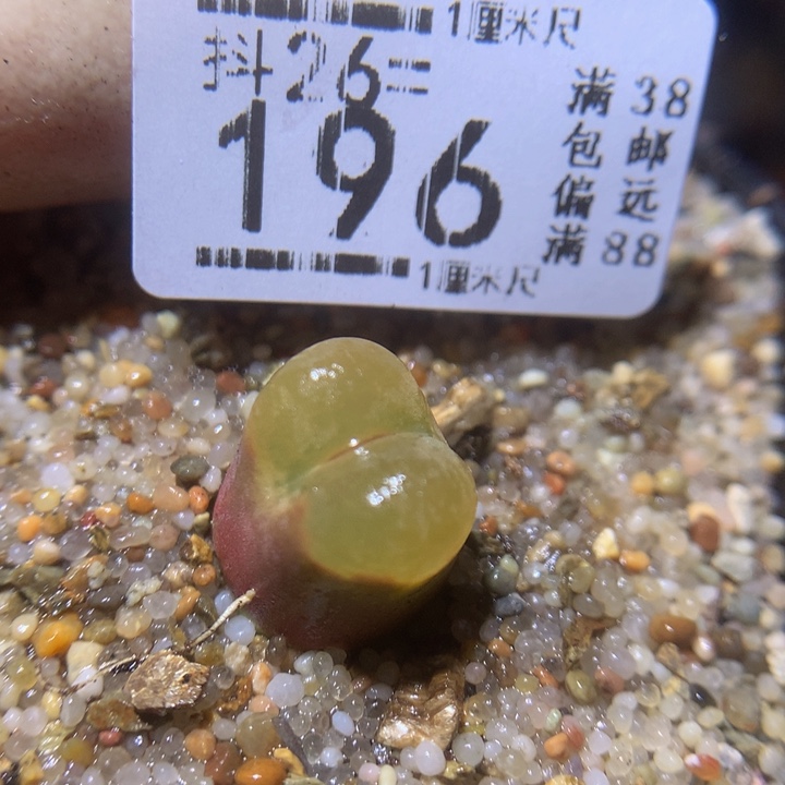 精品生石花26.196荔枝