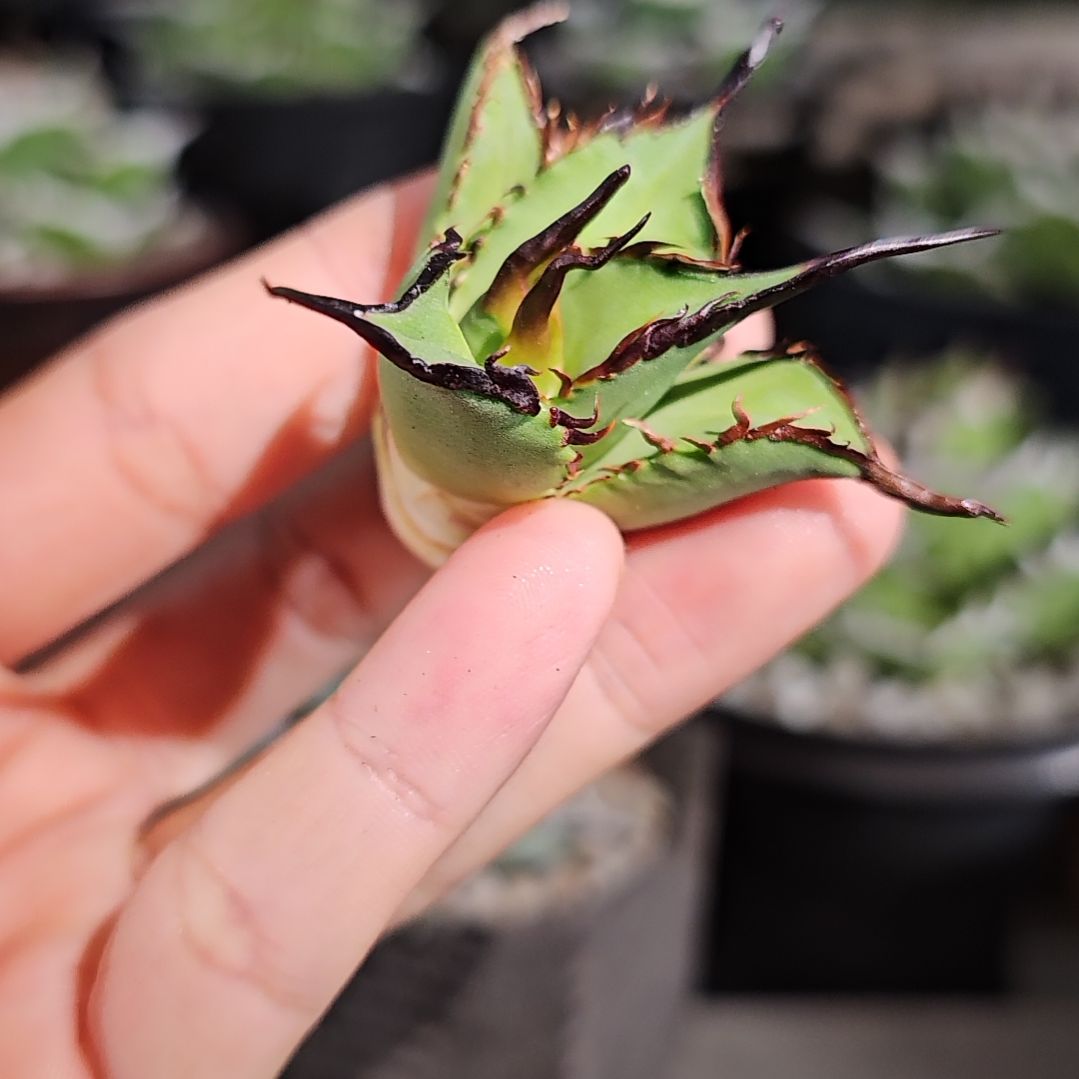 黑帝斯杂交   顶芽    