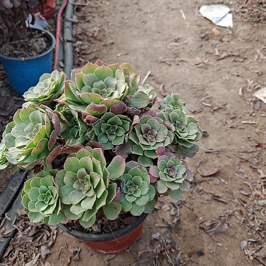 万圣节加急发货了1