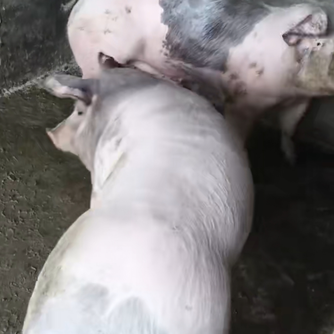 东北农家散养土猪肉 五花肉 腰条