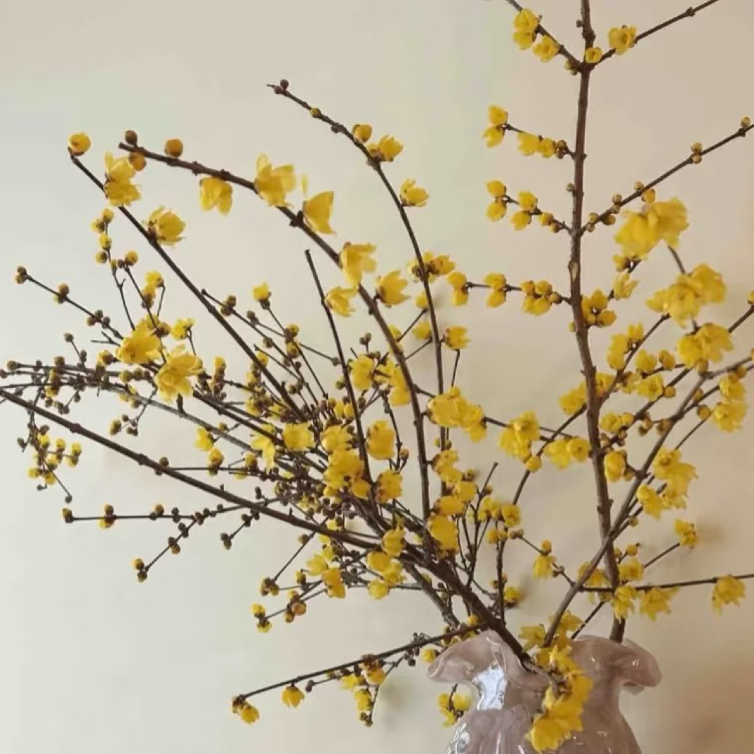 越冷越香中国腊梅干枝水培鲜切花耐寒好养遇水开花