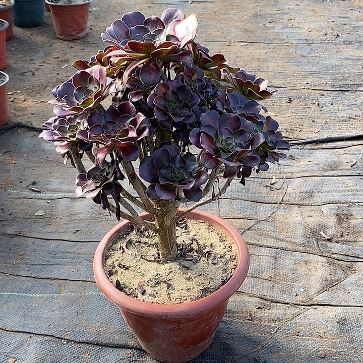 3，晚霞134667889990