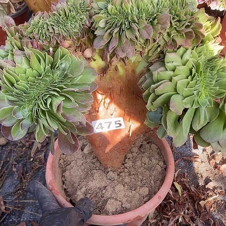 475万缀老板子法师缀