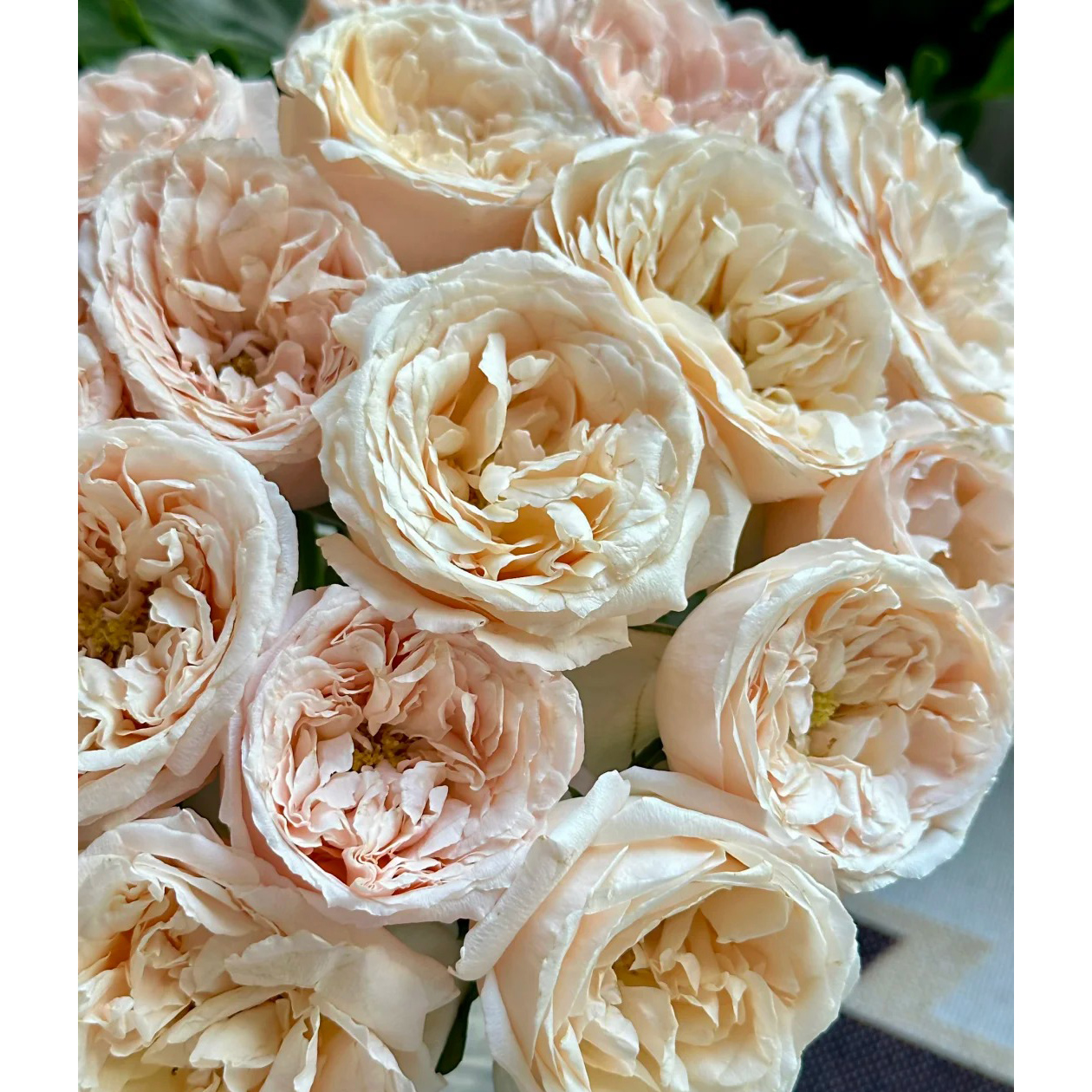 七叶花坊#单头玫瑰 【 橘子蛋挞】鲜花优选 顺丰直发 修剪养护